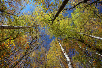Colorful autumn trees in forest