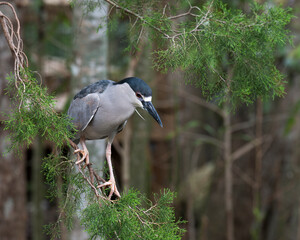Black Crowned Night Heron Stock Photos. Black-Crowned Night-Heron close-up profile view perched on a tree branch with blur background in its habitat and environment. Image. Picture. Portrait.