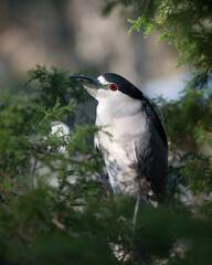 Black Crowned Night Heron Stock Photos. Close-up perched on a branch  with a blur background displaying blue and white feather plumage, beak, in its habitat and environment. Image. Picture. Portrait.