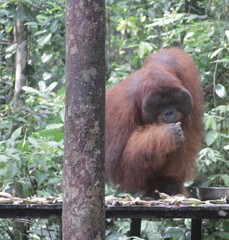 big orangutan ape eat on the zoo  and protected forest