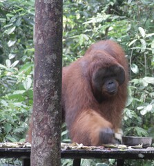 big orangutan ape eat on the zoo  and protected forest