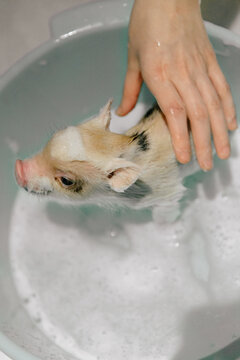 Top view of soapy piglet in blue basin