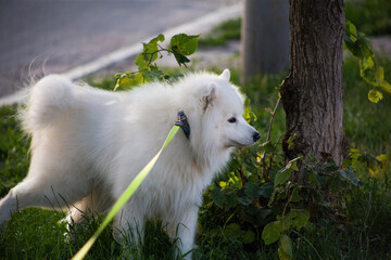 White fluffy dog ​​on a leash in the street