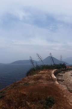 Agave plant on the Mamula fortress in Montenegro