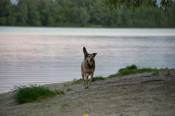 Stray hungry dog ​​on the street