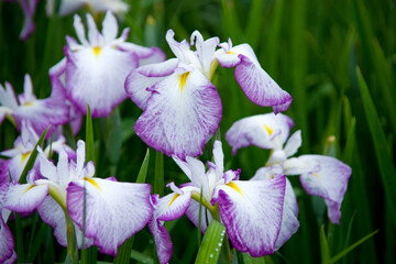 花菖蒲