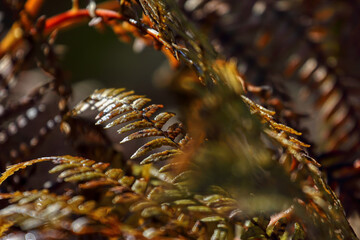 Beautiful nature background of vivid ferns. Backdrop of lush fern thickets close-up. Chaotic rich...
