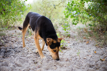 Stray hungry dog ​​on the street