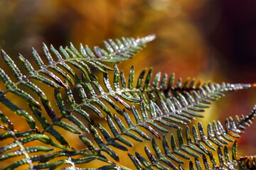 Beautiful nature background of vivid ferns. Backdrop of lush fern thickets close-up. Chaotic rich flora among ferns.