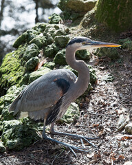 Blue Heron Stock Photos. Blue Heron close-up profile view resting with moss rock background and brown leaves in its habitat and environment. Image. Picture. Portrait.