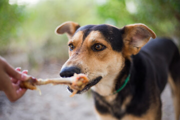 Stray hungry dog ​​on the street