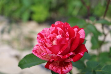 rose Гибридная роза