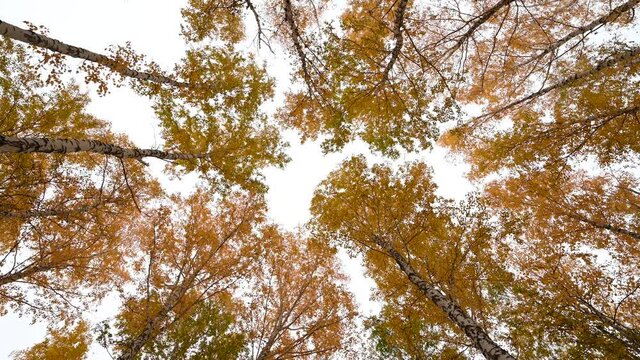autumn forest,tree crowns with yellow leaves swaying in the wind