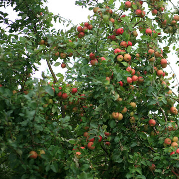 Ripe Apples On The Tree In An Autumn Orchard