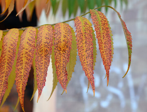 Sumah tree branch with red yellow leaves on an autumn day