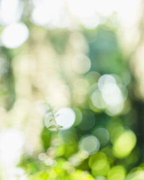 Bright bokeh and plant's branch in sunny garden