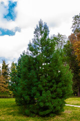 landscape with trees