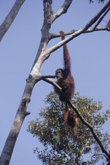 a big orangutan ape standing in a tree