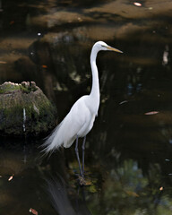 Great White Egret Stock Photo. Great White Egret standing on a moss rock by the water displaying white feather plumage with a blur water background in its environment and habitat.