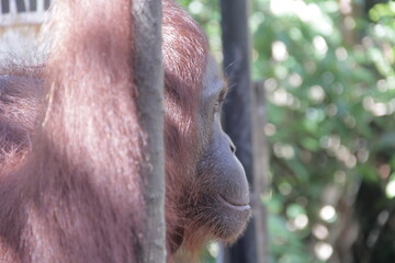 close up of a orangutan