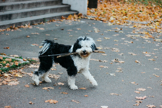 Cute Shapendoes dog on the street