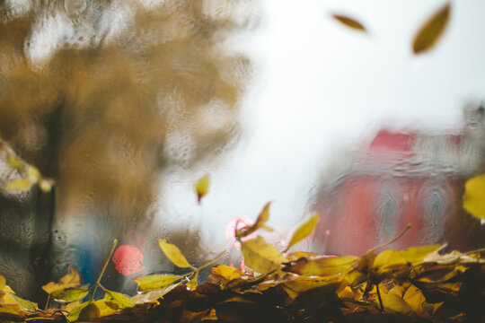 Looking through a window as the rain and wind blows leaves around in stormy weather.