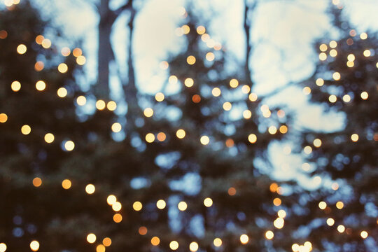 Abstract Holiday Lights Over A Row Of Pine Trees