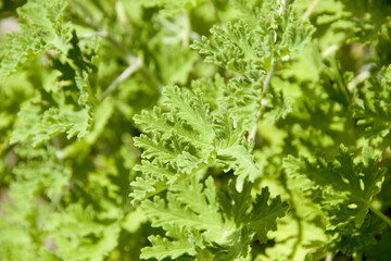 ゼラニュウムの葉