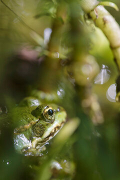 Green frog between aquatic plants