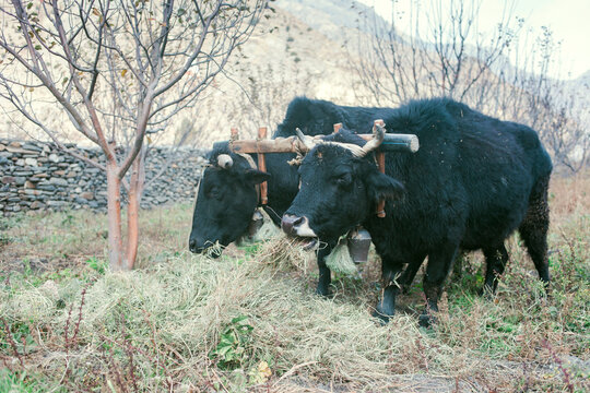 Farming bulls in the himalayas.