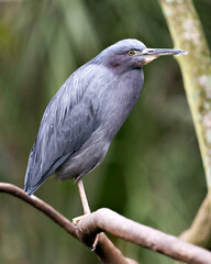 Little Blue Heron Stock Photos. Little Blue Heron close-up profile view perched displaying  feathers, head, beak, with a blur background in its environment and habitat. Image. Portrait. Picture.