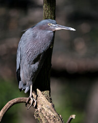 Little Blue Heron bird stock photo.  Image. Portrait. Picture. Close-up side profile view blur background.  Perched. Beautiful elegant bird.