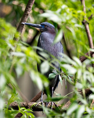 Little Blue Heron bird stock photo.  Image. Portrait. Picture.  close-up side profile view perched on a branch displaying blue feathers, with a foliage foreground and background in its habitat .