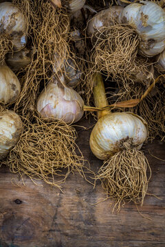 garlic