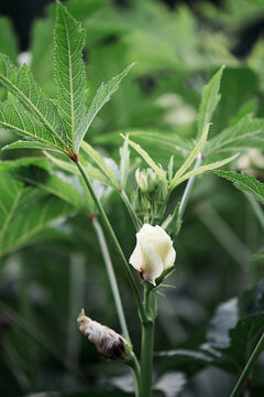 Okra flower