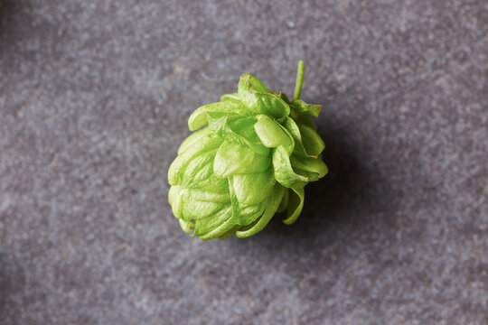 Fresh green hop on grey background