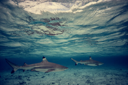 Black tip reef sharks