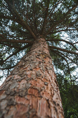 Fototapeta premium Gran arbol