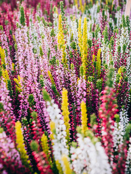 Colourful heather