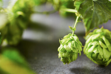 Flower head of hop plant in close-up