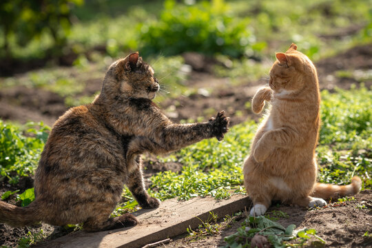 Two cat&rsquo;s are fighting. Don&rsquo;t touch me. A turtle-colored cat fights with a ginger cat. Two cats. Social distance concept