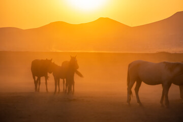 Fototapeta na wymiar Wild horses run in foggy at sunset. Near Hormetci Village, between Cappadocia and Kayseri, Turkey