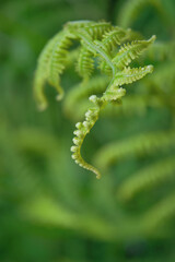 Young fern shoots on a blurred natural green background. Texture of ferns on nature.