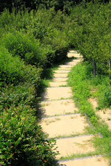 ハイキングコース