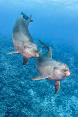 Couple of dolphin
