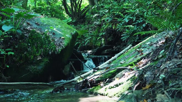 Forest stream, slow motion