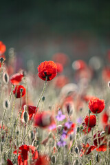 Poppy flowers in spring