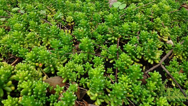 Sedum rubrotinctum  (Deditos de ni&ntilde;o)