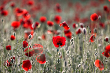 Fototapeta premium Poppy flowers in spring