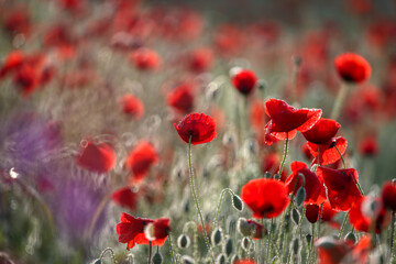 Obraz na płótnie Canvas Poppy flowers in spring